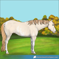 Horse Color:Gold Champagne Dun Sabino Tobiano Rabicano 