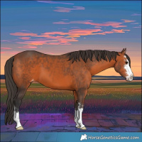 Horse Color:Bay Appaloosa