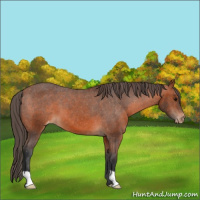 Horse Color:Bay Appaloosa