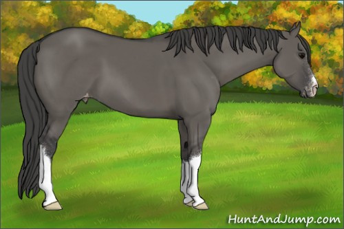 Horse Color:Grullo Appaloosa 