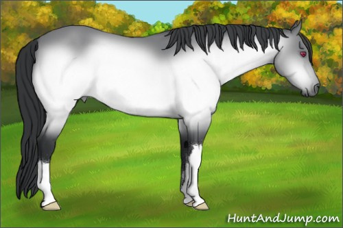 Horse Color:Brown Chinchilla 