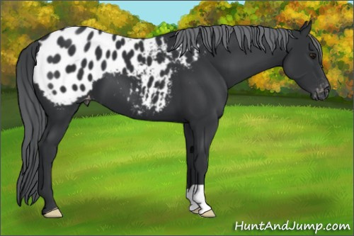 Horse Color:Black Chinchilla Appaloosa 