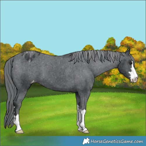 Horse Color:Black Chinchilla Appaloosa 