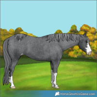 Horse Color:Black Chinchilla Appaloosa
