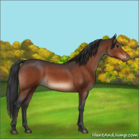 Horse Color:Brown Roan 