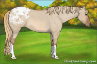 Horse Color:Red Dun Appaloosa 
