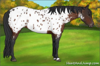 Horse Color:Brown Appaloosa