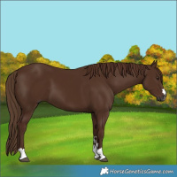 Horse Color:Gray Chestnut 