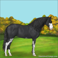 Horse Color:Black Sabino 