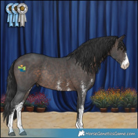 Horse Color:Brown Sabino Rabicano 