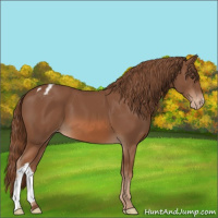 Horse Color:Chestnut Appaloosa 
