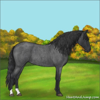 Horse Color:Blue Roan 