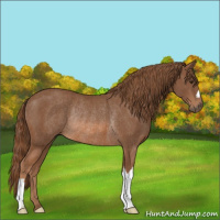 Horse Color:Chestnut Rabicano 