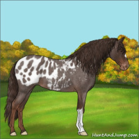 Horse Color:Liver Red Roan Appaloosa 
