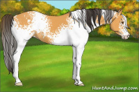 Horse Color:White Spotted Buckskin