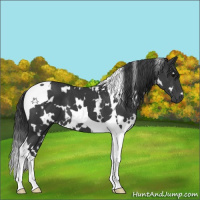 Horse Color:White Spotted Black Tobiano 