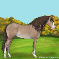 Horse Color:Classic Champagne Sabino 