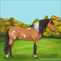 Horse Color:White Spotted Buckskin 