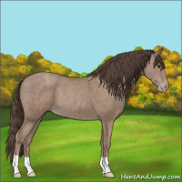 Horse Color:Classic Champagne Appaloosa 