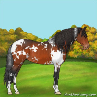 Horse Color:White Spotted Brown Varnish 