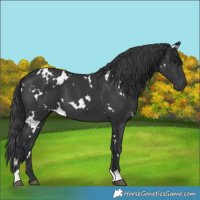 Horse Color:White Spotted Black 