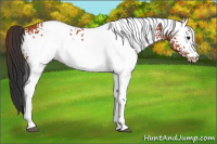 Horse Color:White Spotted Bay Rabicano 