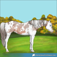 Horse Color:White Spotted Bay Splash Appaloosa 