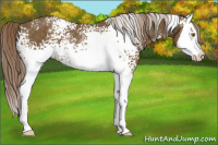 Horse Color:White Spotted Chocolate Palomino Sabino Splash Rabicano 