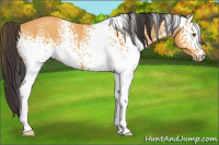 Horse Color:White Spotted Buckskin Rabicano 