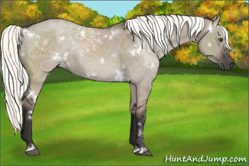 Horse Color:White Spotted Liver Red Dun Mushroom Rabicano 