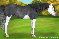 Horse Color:Black Splash Rabicano 
