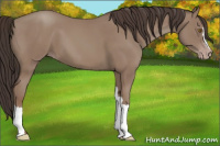 Horse Color:Classic Champagne 