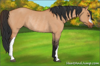 Horse Color:Bay Dun Rabicano 