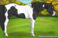 Horse Color:Black Tobiano 