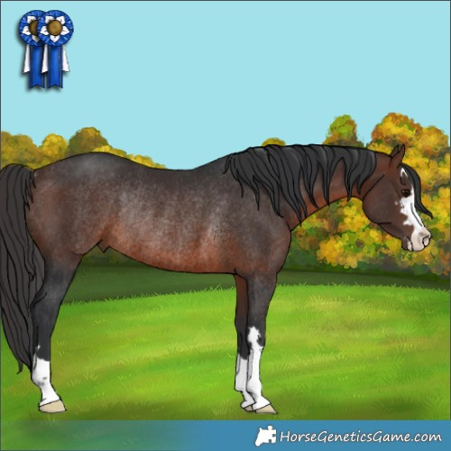 Horse Color:Brown Rabicano 