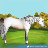 Horse Color:Gray Bay Rabicano