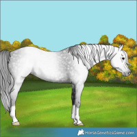 Horse Color:Gray Black Rabicano 