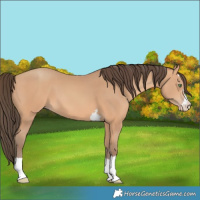Horse Color:Amber Champagne 