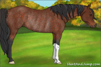 Horse Color:Brown Rabicano 
