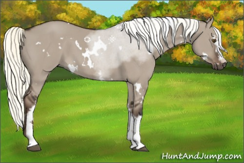 Horse Color:White Spotted Liver Red Dun Mushroom 