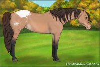 Horse Color:Bay Dun Appaloosa