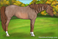 Horse Color:Red Roan 