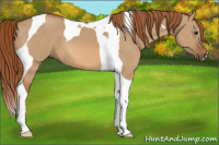 Horse Color:Red Dun Tobiano 