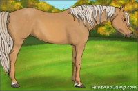 Horse Color:Palomino