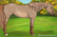 Horse Color:Red Dun Rabicano