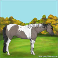 Horse Color:Grullo Tobiano
