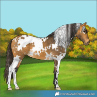 Horse Color:White Spotted Buckskin 
