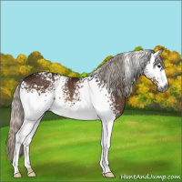 Horse Color:Gray White Spotted Silver Brown 
