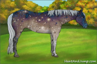 Horse Color:ERROR: UNKNOWN ANOMALY