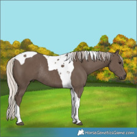 Horse Color:Silver Black Tobiano Rabicano 